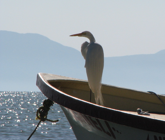 [Great+White+Egret+on+boat+prow.JPG]