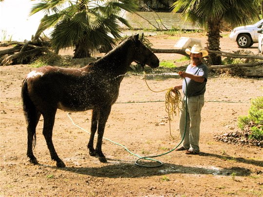 [Cowboy+washing+his+horse.jpg]