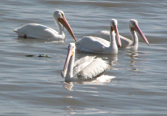 [Four+pelicans+in+closeup.jpg]