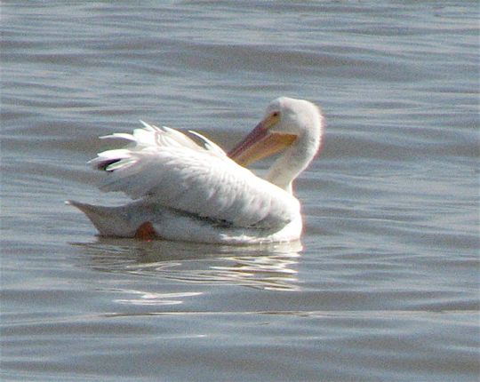 [Preening+pelican+in+water.jpg]