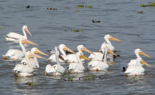 [Patrolling+pelicans.jpg]