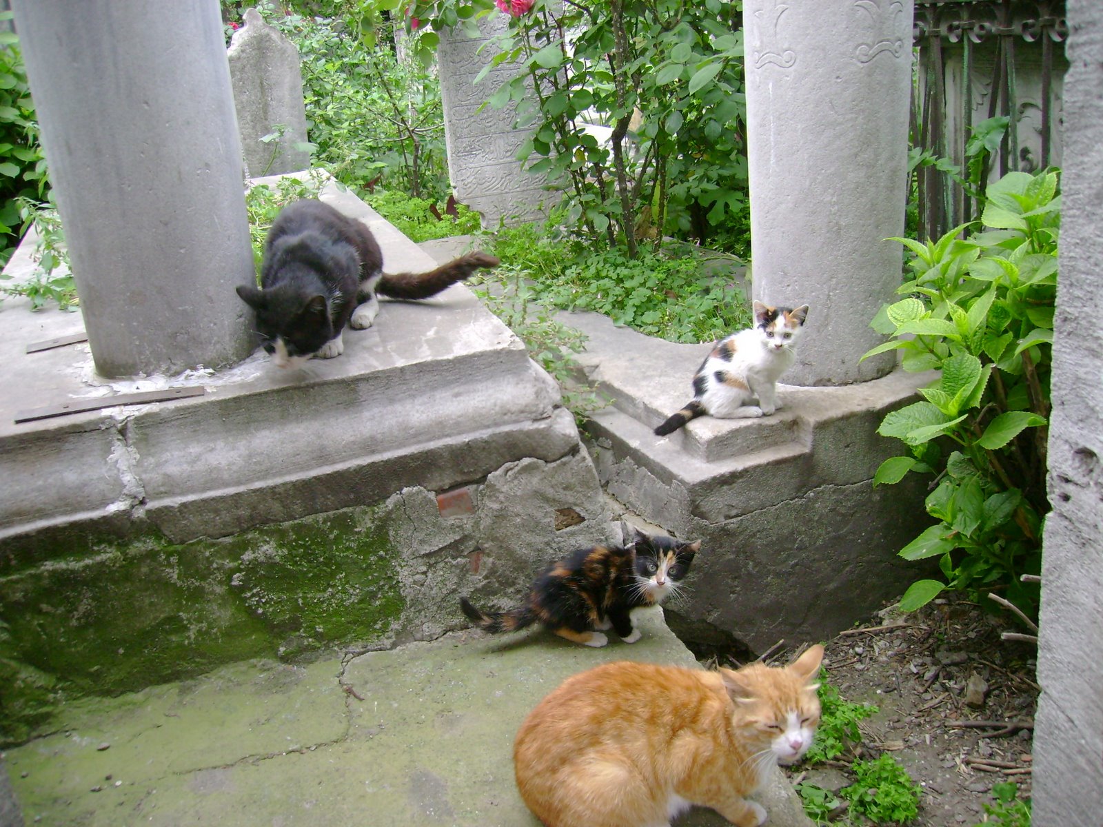 [Cats+3+24-04-08.JPG]