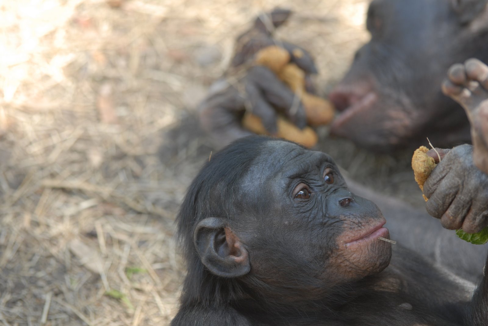 [Bonobos+08+001.jpg]