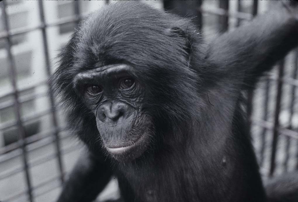 [Baby+Bonobo.jpg]