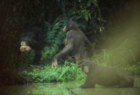 [Bonobos+in+water.bmp]
