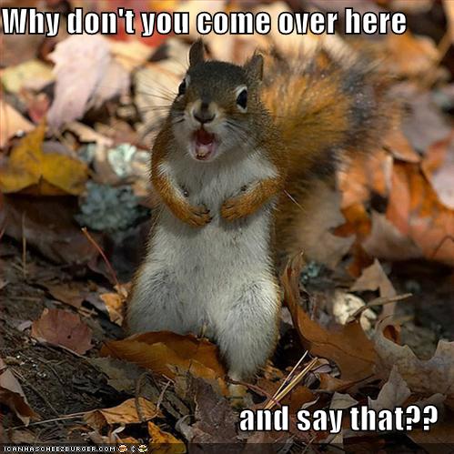 [funny-pictures-angry-squirrel-leaves-screaming.jpg]
