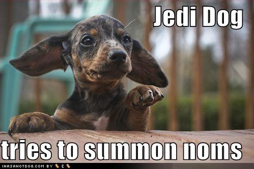 [Jedi+dog.bmp]
