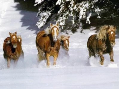 [snow-horses.jpg]