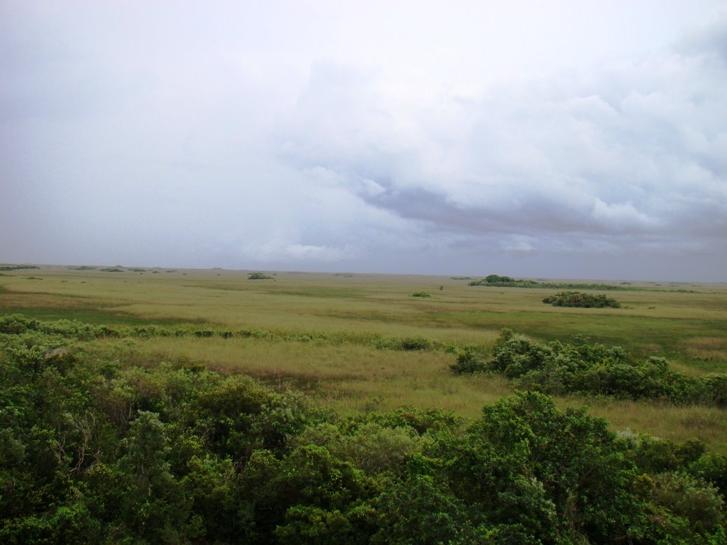 [Florida+2008+Everglades+View+from+Tower.jpg]