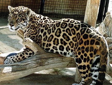 [jaguar1.jpg]