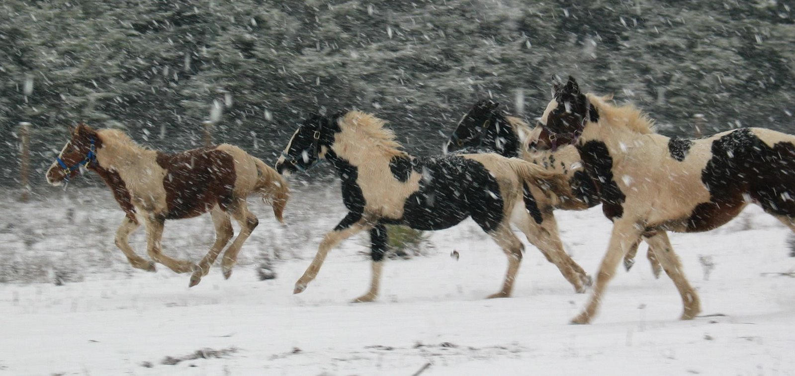 [Fillies+in+the+snow.jpg]