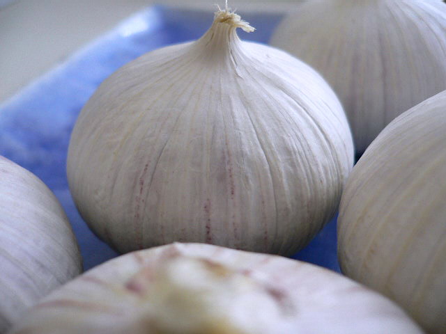 [sb+garlic+2.jpg]