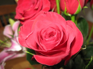 [V-Day+Rose.JPG]