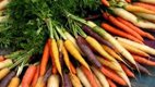 [Organic+Carrotslg.jpeg]