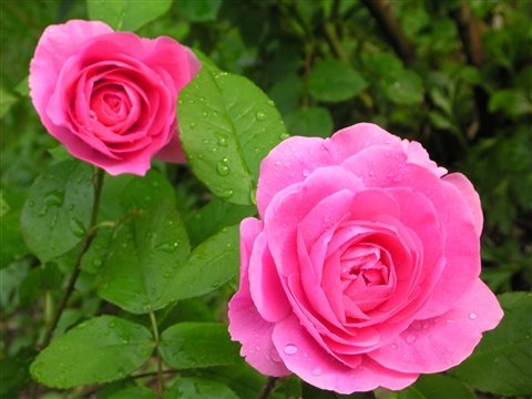 [Rose+Garden.jpg]