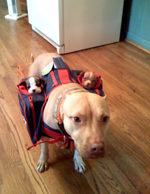 كلاب ولكن Baby+bag