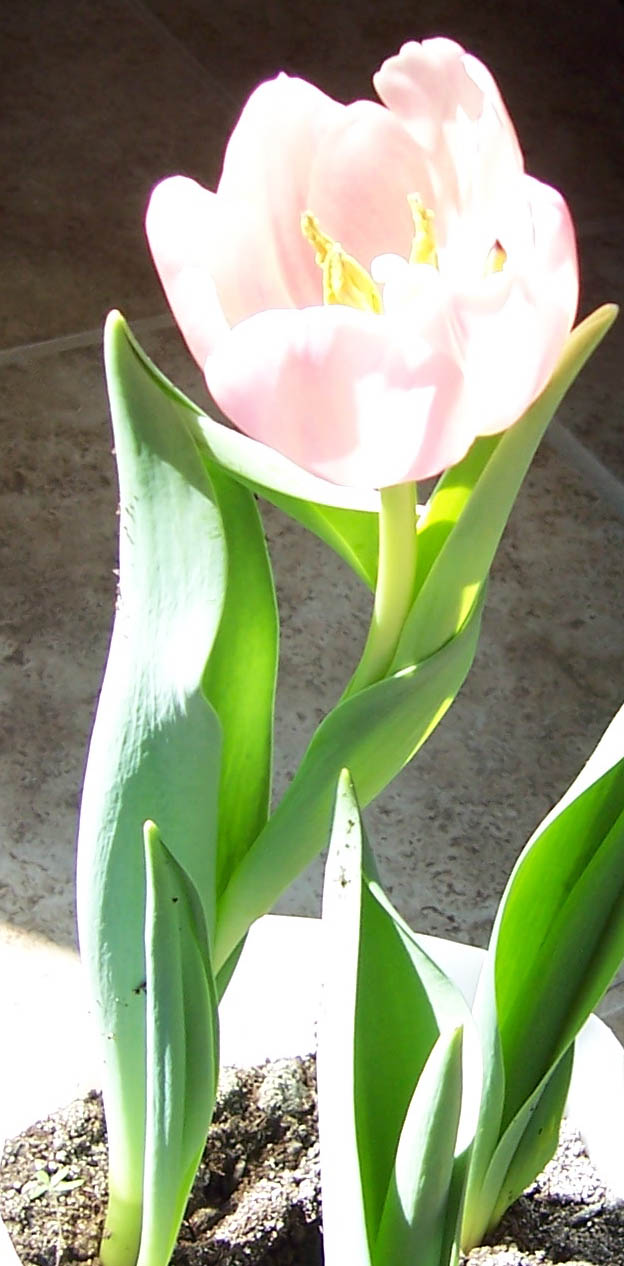 [tulip+illuminated+in+the+sun.jpg]