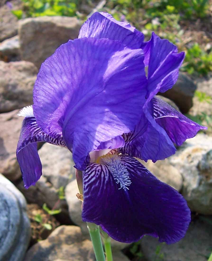 [purple+iris+with+rock+background.jpg]