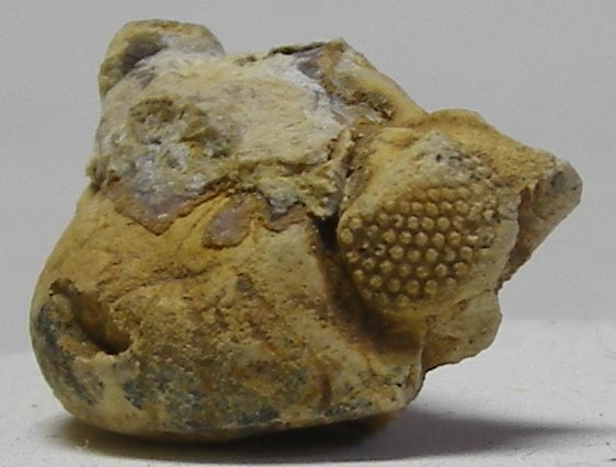 [Devonian+Trilobite+Head+from+Speed+Quarry+April+2008.jpg]