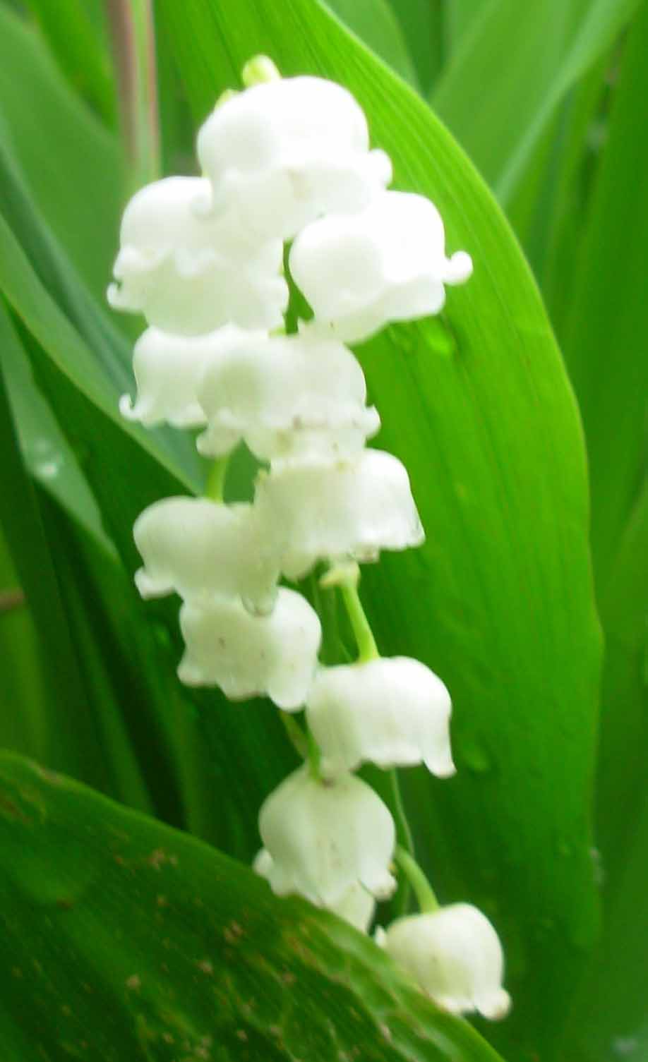 [white+bell+flowers.jpg]