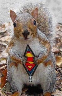 [super_squirl.jpg]