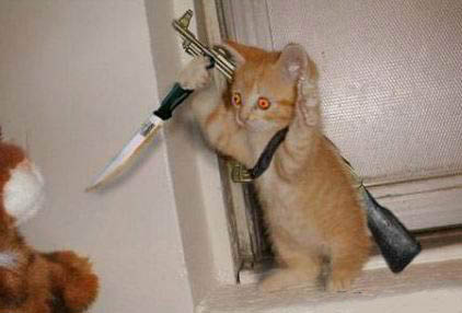 [cat+terrorist.jpg]