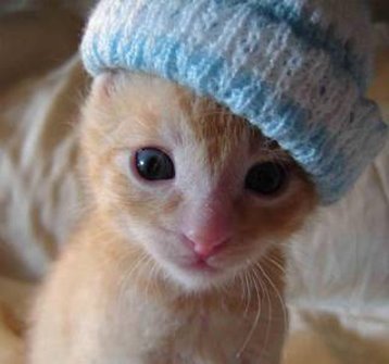 [adorable-kitten.jpg]