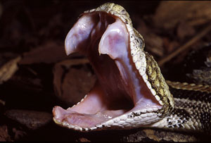 [yawning+snake.jpg]
