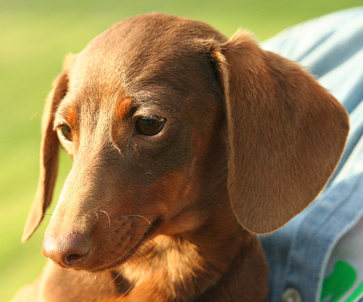 [720px-Smooth_Dachshund_red_and_tan_portrait.jpg]
