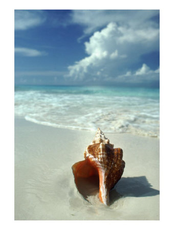 [476755~Seashell-on-Beach-Posters.jpg]