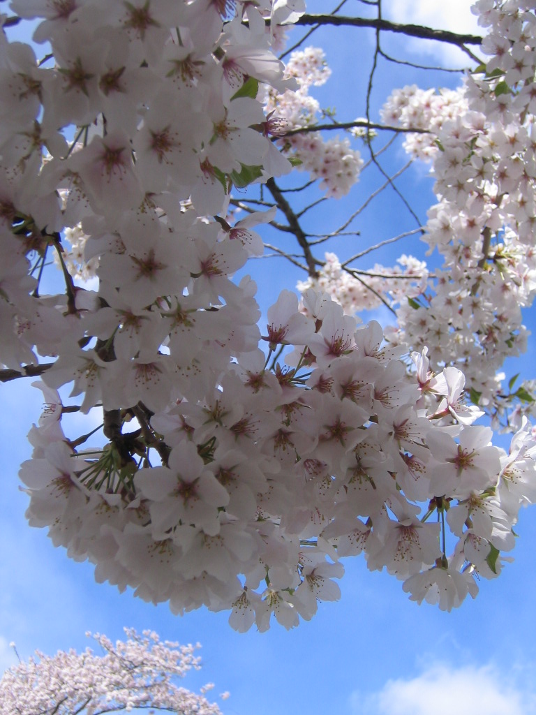 [Cherry+Blossoms+004.jpg]