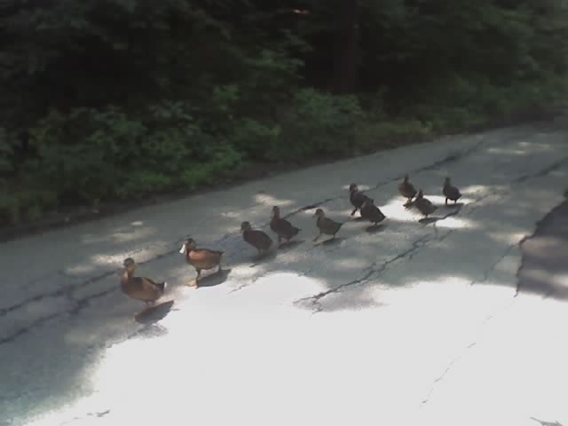 [row+of+ducks.JPG]