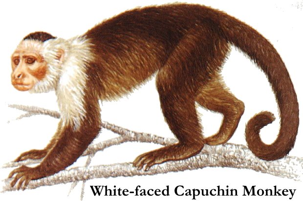 [white_faced_capuchin_monkey.jpg]