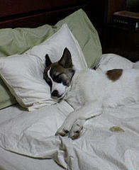 [Dog+on+bed.jpg]