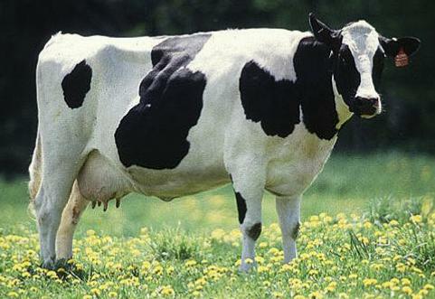 [grazing cow 1b.jpg]