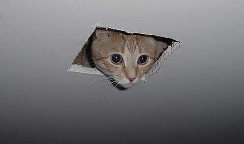 [ceilingcat.jpg]