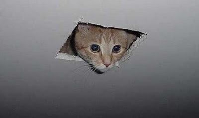 Ceiling cat