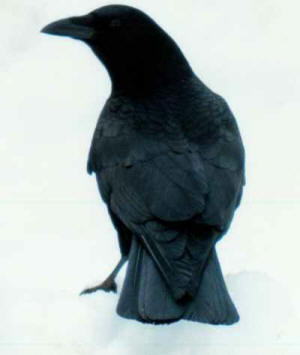 [crow1.jpg]