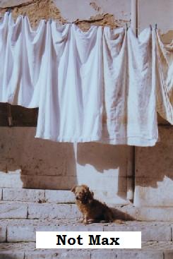 [dog+&+laundry.jpg]