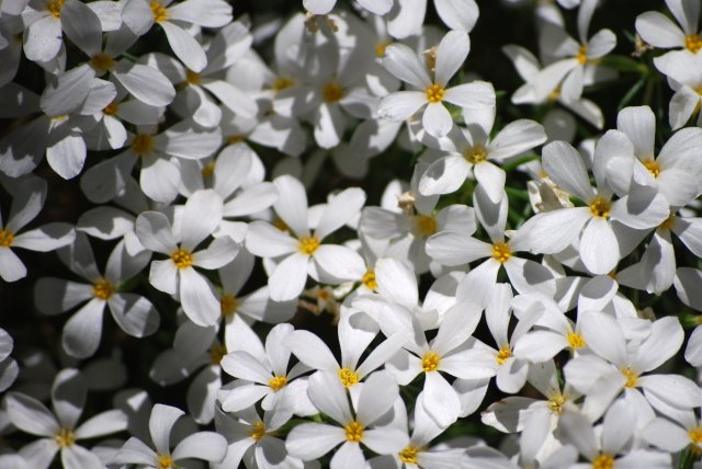 [white_flower_patch.JPG]