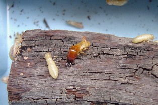 [F7+termitas.jpg]
