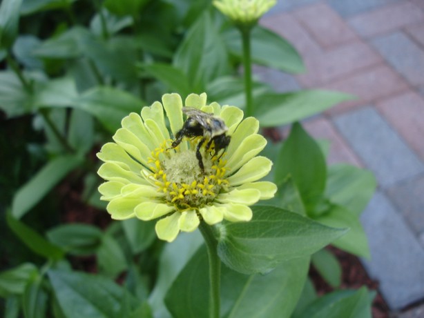 [Bee+on+flower+184.jpg]