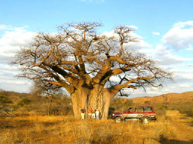 [Baobab+tree+real+one.jpg]