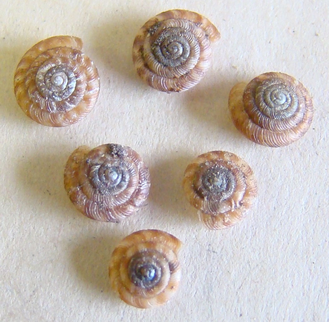 [tiny+snails+012.jpg]