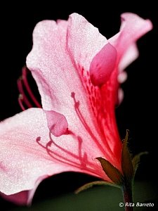 [rhododendron_simsii.jpg]