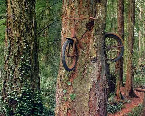 [bike-in-tree.jpg]