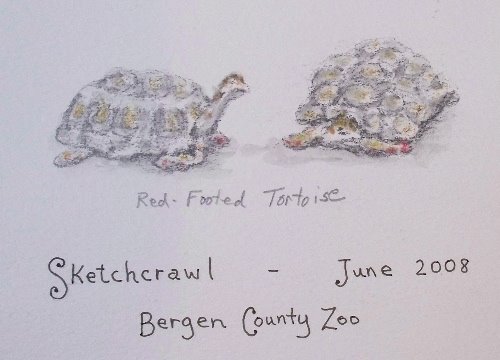 [5+Red-Footed+tortoise.jpg]