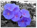 [flores+azuis+4.jpg]