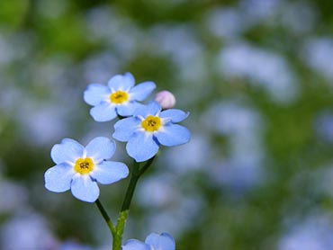[flores+azuis.jpg]