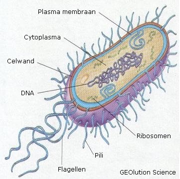 [Bacterie.jpg]